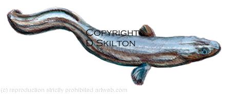 Eel painting as a greeting card or bespoke notelet image. Prints and postcards available. We also produce fishing record cards for day fishing, tuition and other records needed by anglers and pools etc.