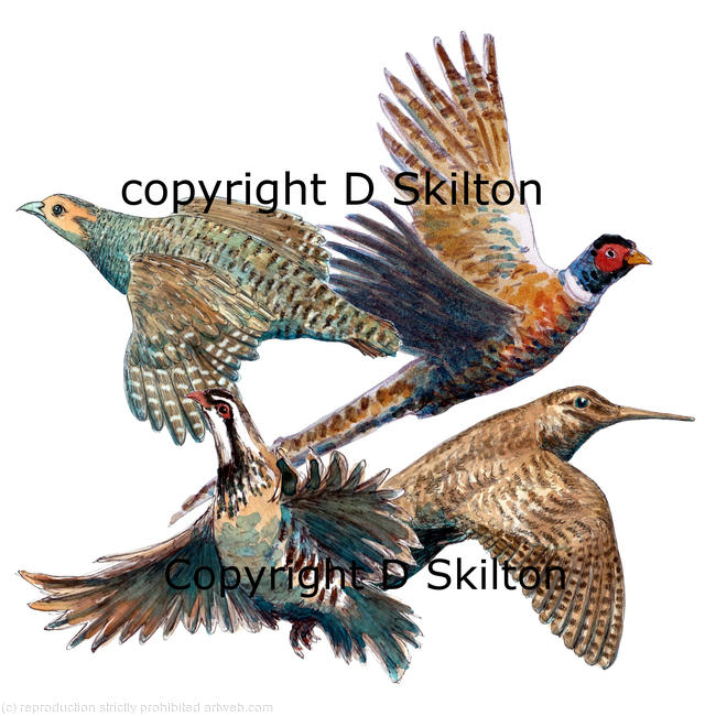 Bird group pheasant, french partridge, english partridge, woodcock, possible image for shoot card design