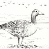 Pink foot goose greeting card