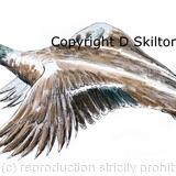 Duck flying greeting card 