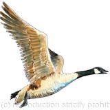 Canada goose image on greeting card or bespoke notelet. Prints and postcards available.