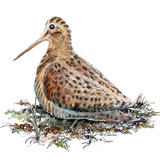 Woodcock 