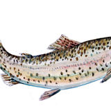 Brown trout painting greeting card 