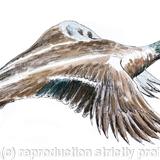 Duck, male mallard greeting card