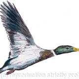 mallard male (wings up 6 greeting cards