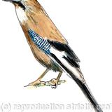 Jay, pack of 6 greeting cards