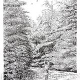 A woodland drive, pack of 6 greeting cards