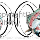 2002 birthday card rainbow trout (any year available)