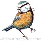 BLUE TIT image on a greeting card with any wording of your choice below image