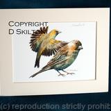 Greenfinch pair, laser print hand signed . this is in a 7 by 9 mount to fit a standard frame.