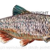 CHUB watercolour. This image is on a greeting card or bespoke notelet. prints and postcards available.