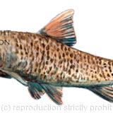 BARBEL watercolour . Freshwater fish image, pencil and watercolour. This is on a greeting card but it can be used on a Day fishing record card perhaps.