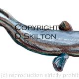 Eel painting as a greeting card or bespoke notelet image. Prints and postcards available. We also produce fishing record cards for day fishing, tuition and other records needed by anglers and pools etc.
