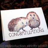 24 Congratulations ( Skillipigs ) greeting card 6 by 4 inches with brown recycled envelope