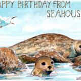 HAPPY BIRTHDAY FROM SEAHOUSES seals A Skillipig greeting card.