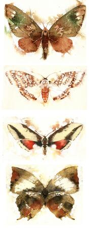 butterflies  moths KO32