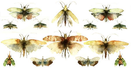 the display case KO26