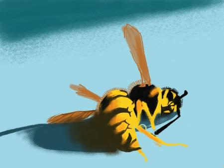 Wasp