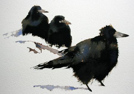 Rooks in Snow