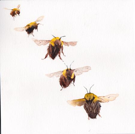  five bumblebees KO148