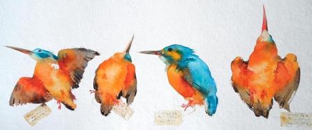 Kingfisher Skins