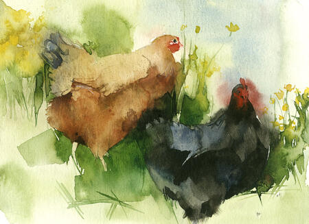 under the hedge KO73