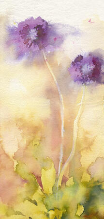 primula denticulata KO87