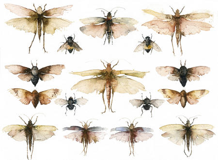 KO.55 booth museum bugs