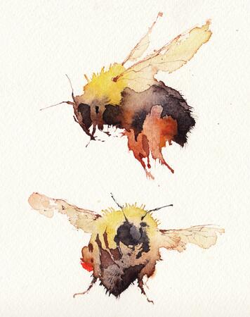 two bumblebees KO147