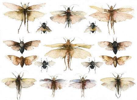 booth museum bugs KO55