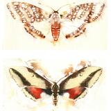 butterflies  moths KO32