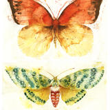 butterflies  moths 6 KO40