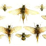 woodwasps &  bumblebees KO25