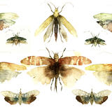 the display case KO26