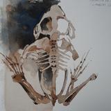 Frog Skeleton