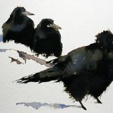 Rooks in Snow
