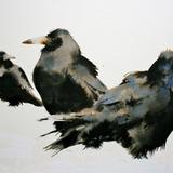 Rooks in the Snow