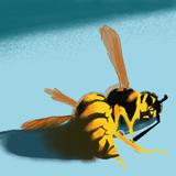 Dead Wasp