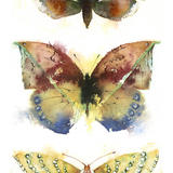KO.24 three butterflies  moths