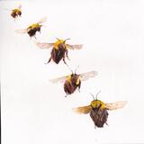  five bumblebees KO148