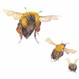 three bumblebees KO140