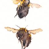 Two Bumblebees