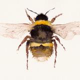 Broken Belted Bumblebee