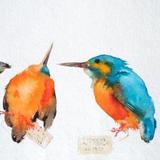 Kingfisher Skins