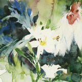 In the Summer Border KO75