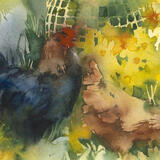 Spring Chickens KO76