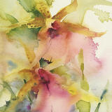 leopard orchids KO90