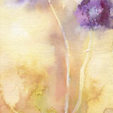 primula denticulata KO87