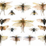 KO.55 booth museum bugs