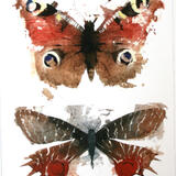 butterflies  moths KO41